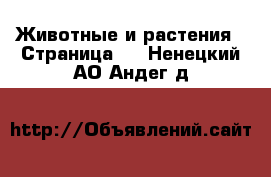  Животные и растения - Страница 2 . Ненецкий АО,Андег д.